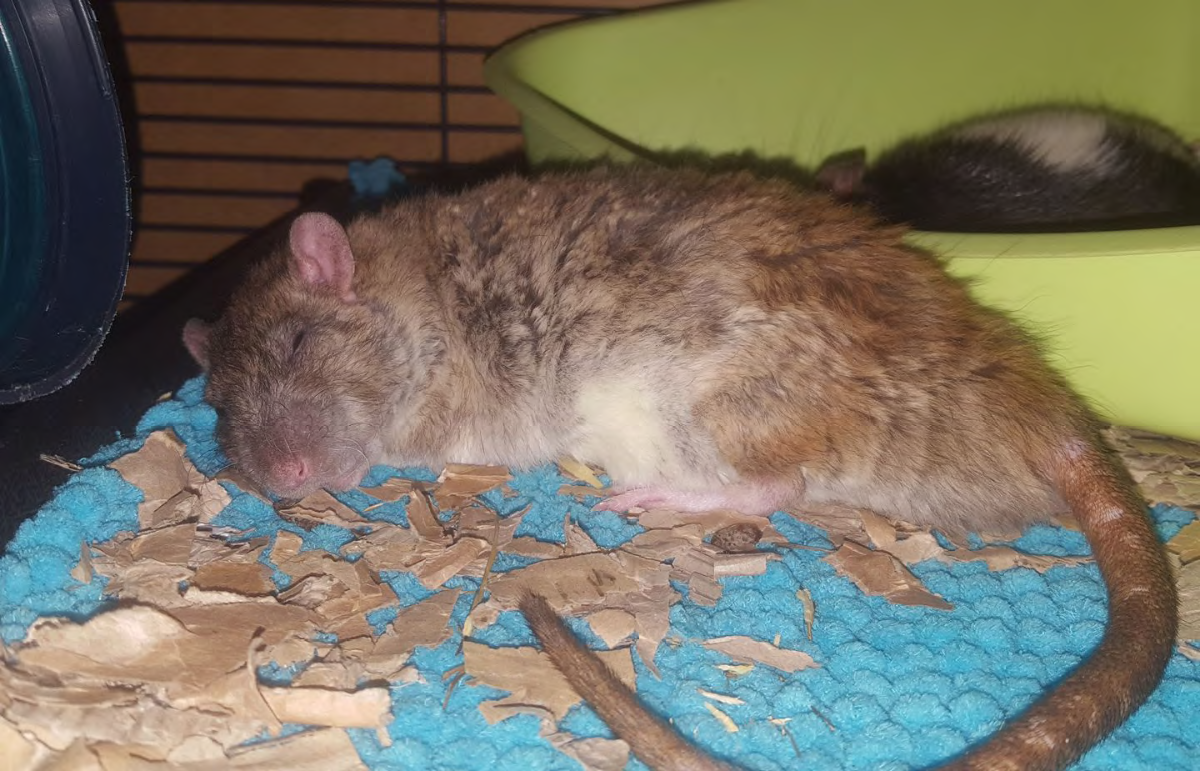 Toftbo et litière de carton : vos ratoux en feront bien ce qu’ils veulent ! (Photo : Loulou39)