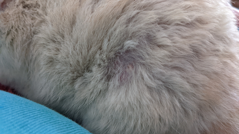 Teigne sur un rat rex