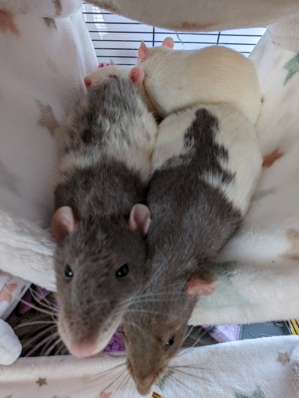 4ratounettes.jpg.9b6d7d43b92ab4031b38d126271e68f5.jpg