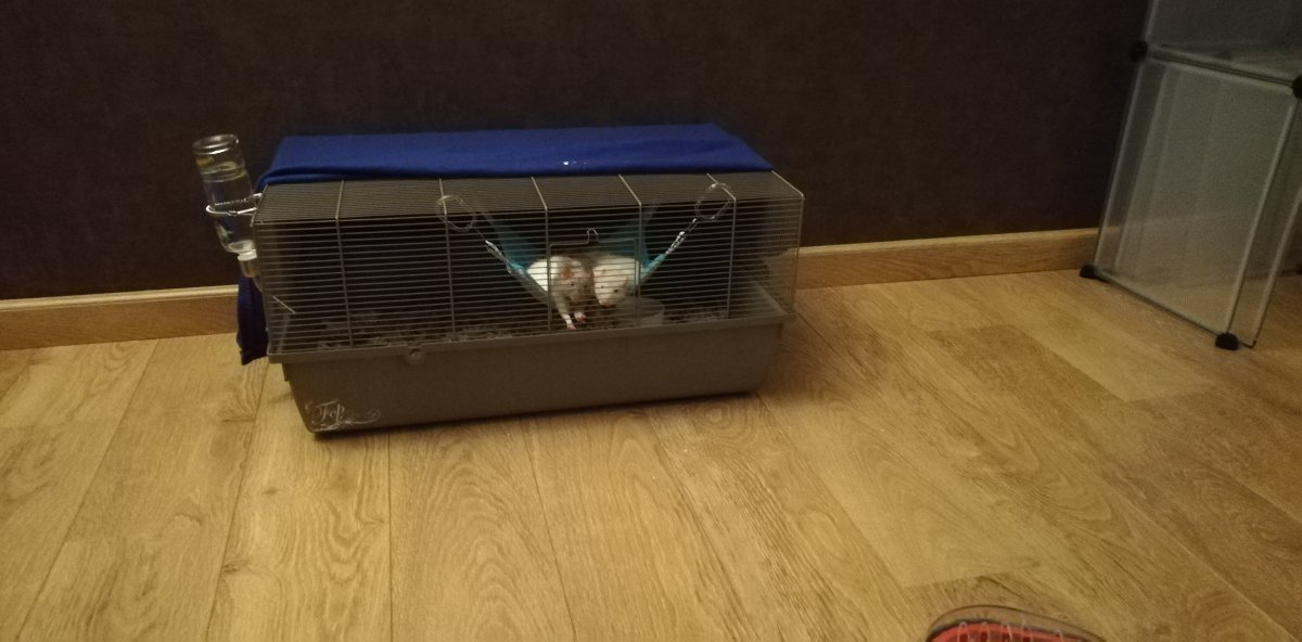 Petitecage.jpg.b5d80b442eb98ea1eb30286adbb46385.jpg