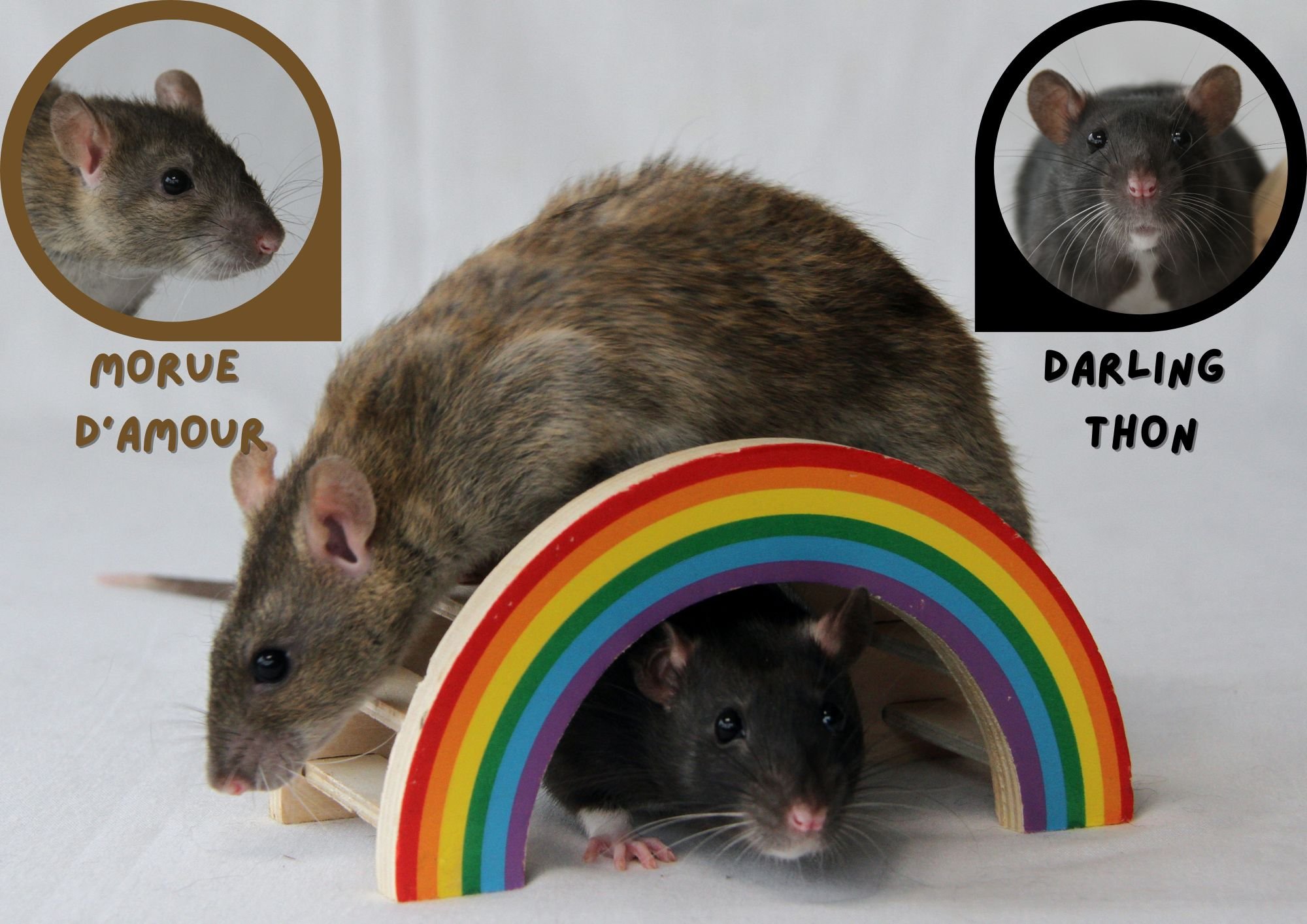 Morued.jpg.b3da36e7c363d4d362e53a91c9a3c