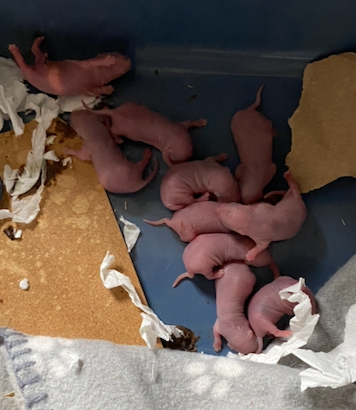 Capture d’écran 2024-05-30 à 11.17.12.png