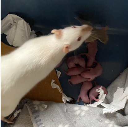 Capture d’écran 2024-05-30 à 11.17.42.png