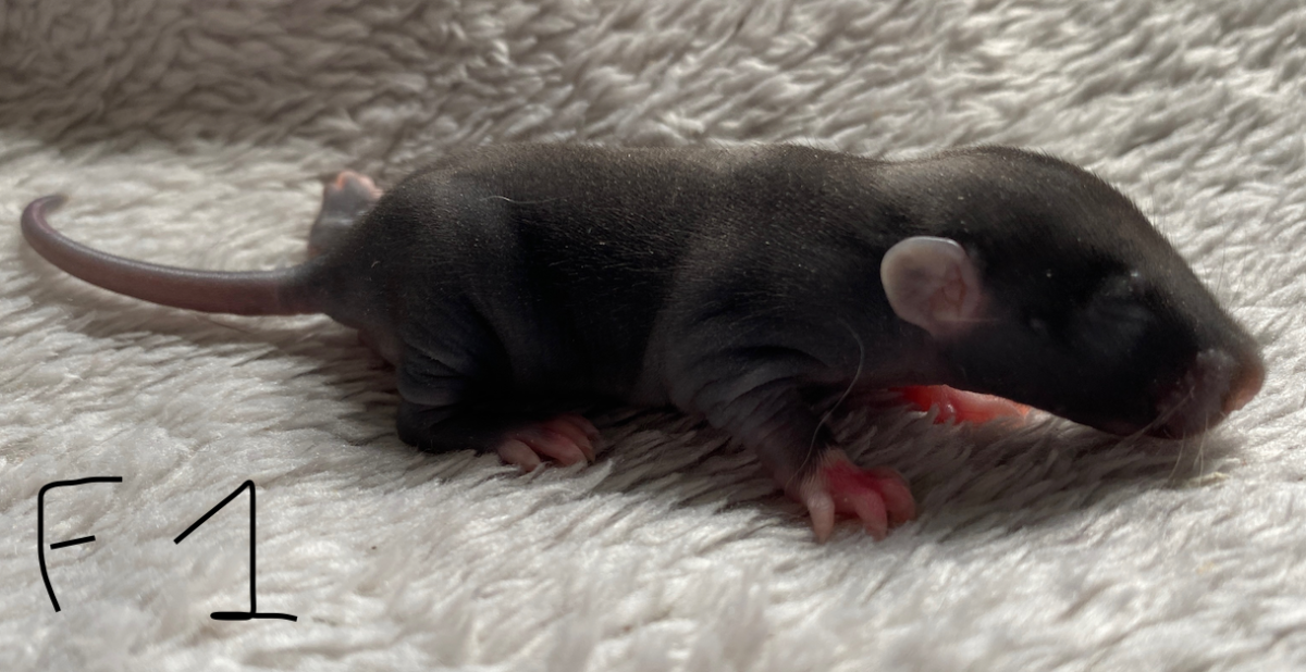 Capture d’écran 2024-06-06 à 15.59.19.png