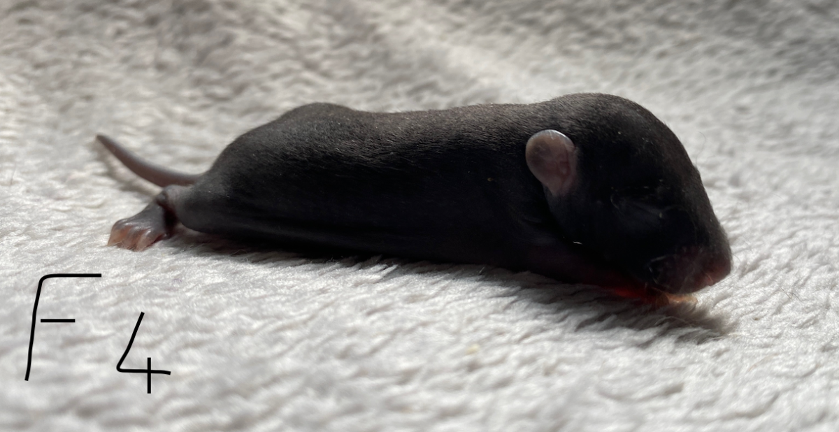 Capture d’écran 2024-06-06 à 16.09.29.png