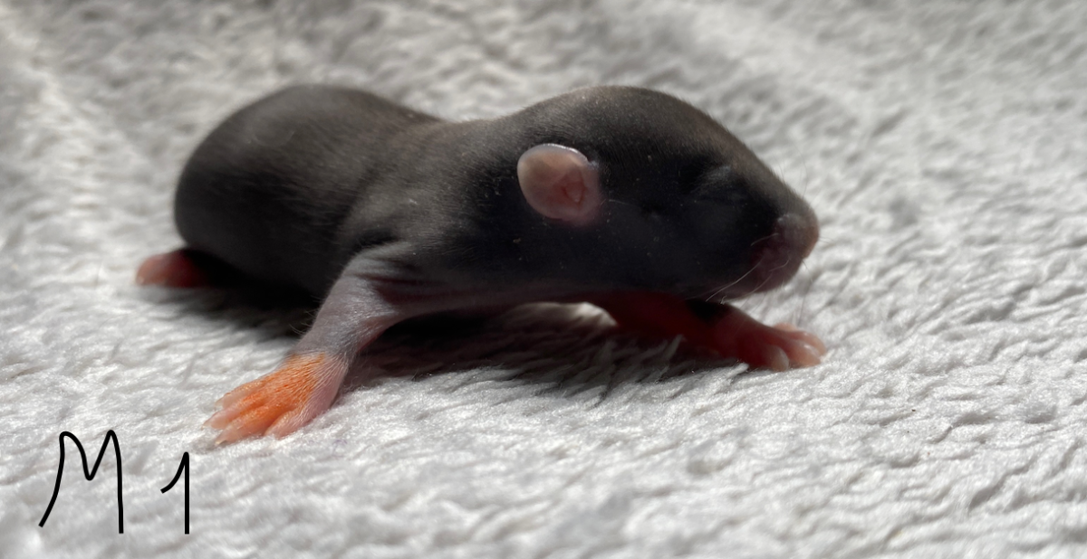 Capture d’écran 2024-06-06 à 17.05.30.png